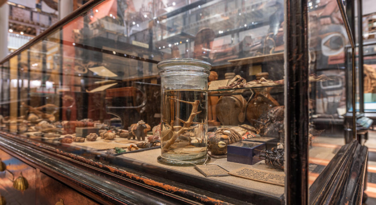 Museum exhibit with glass display case containing preserved specimens, historical artifacts, and scientific collections